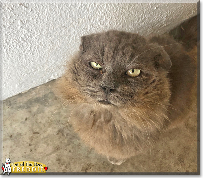 Freddie the Scottish Fold mix, the Cat of the Day