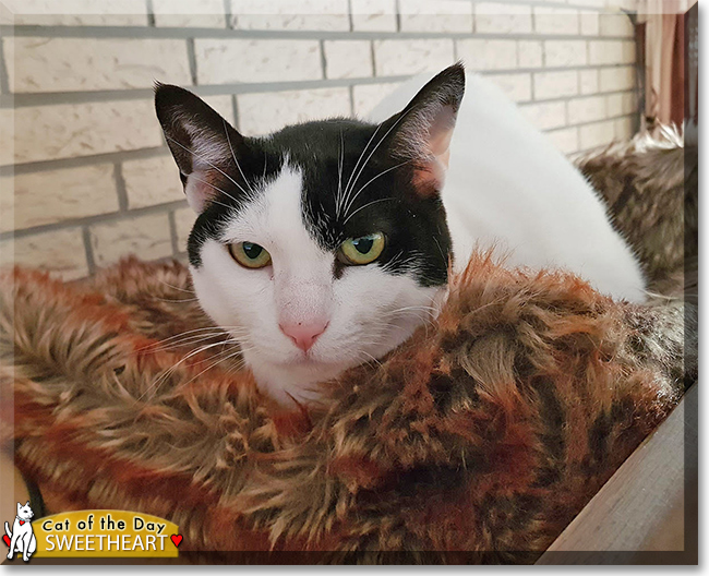 Sweetheart the Bobtail mix, the Cat of the Day
