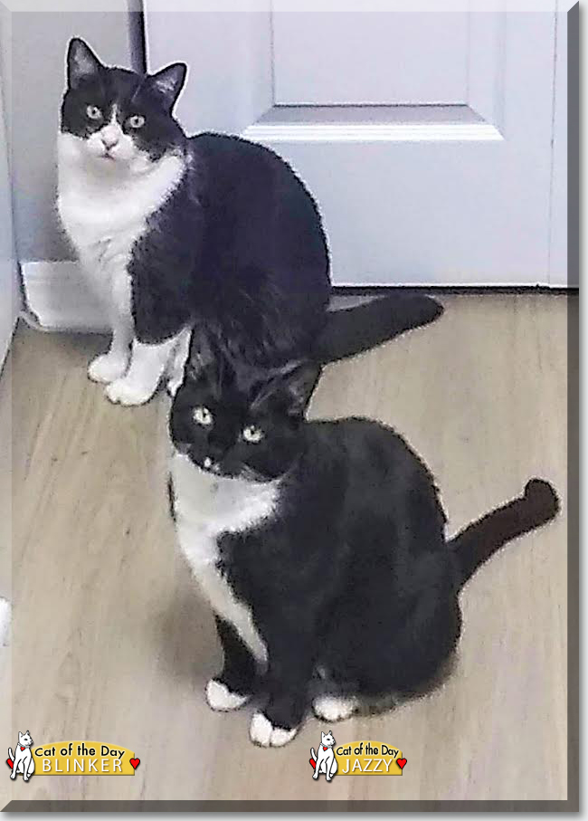 Jazzy and Blinker the Tuxedo Shorthairs, the Cat of the Day
