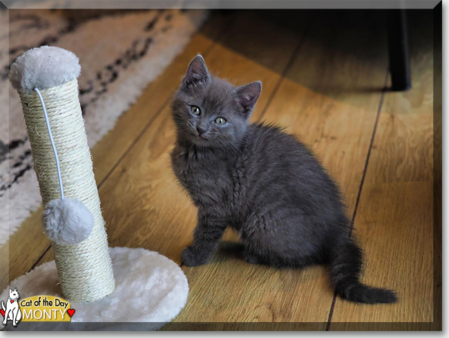 Monty the Siamese, British Shorthair mix, the Cat of the Day