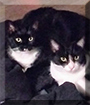 Jazzy and Blinker the Tuxedo Shorthairs