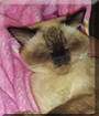 Cookie the Siamese, Himalayan mix