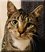 Alexander the Tabby Tuxedo, the Cat of the Day