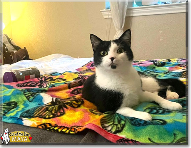 Maya the Tuxedo Shorthair, the Cat of the Day