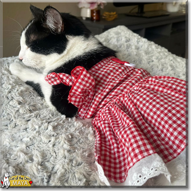 Maya the Tuxedo Shorthair, the Cat of the Day